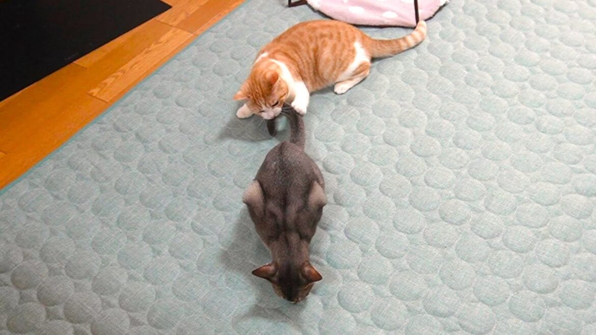 しっぽが鈍感な猫【スコティッシュフォールド】【アビシニアン】