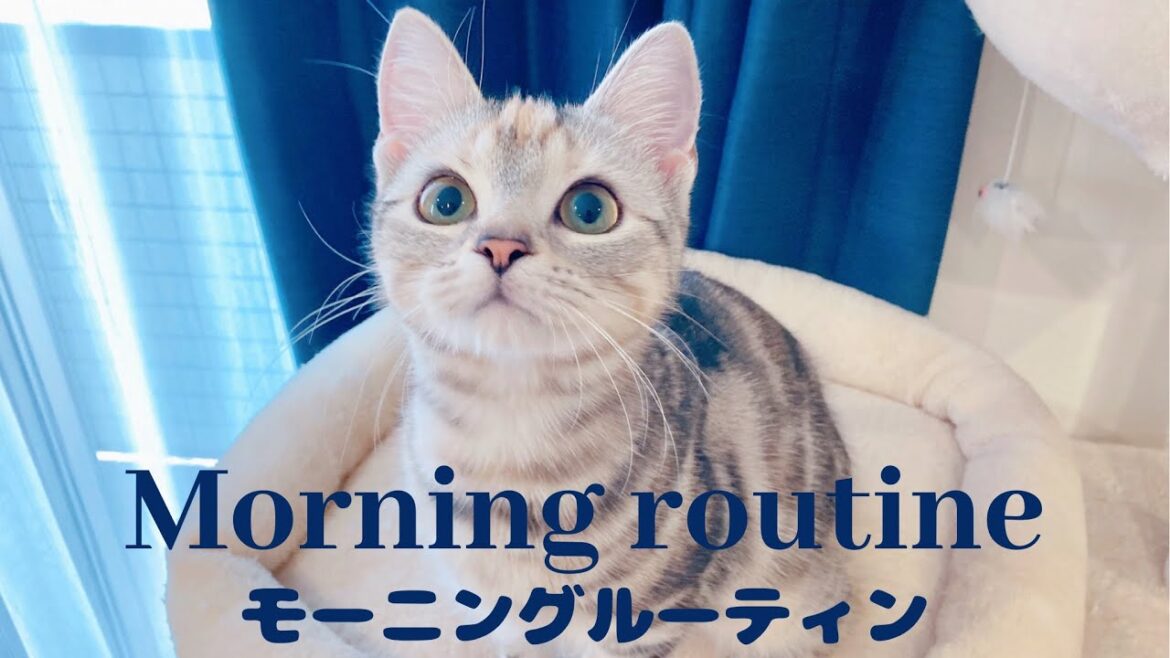 【アメリカンショートヘア】モーニングルーティン(休日)