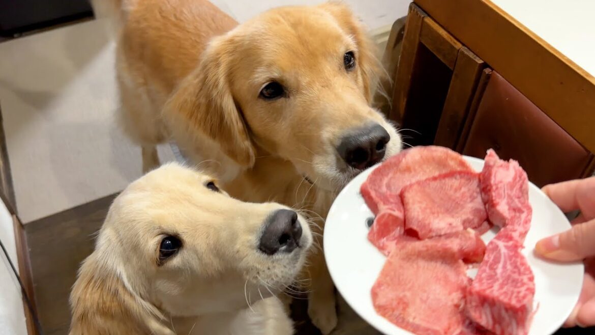 キャンプで食べるはずだったお肉を自宅で食べる羽目になりました・・・