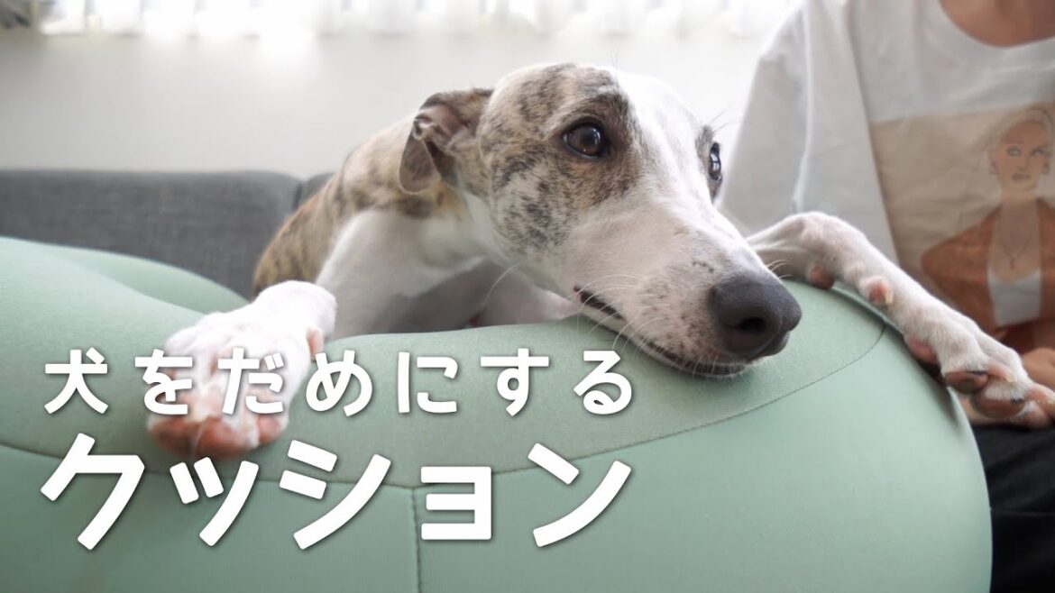【ウィペット】新しいクッションを買ったら豹変した愛犬
