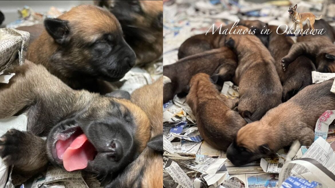 2022年、マリノア子犬情報！貴重な生まれたて赤ちゃん映像有り！