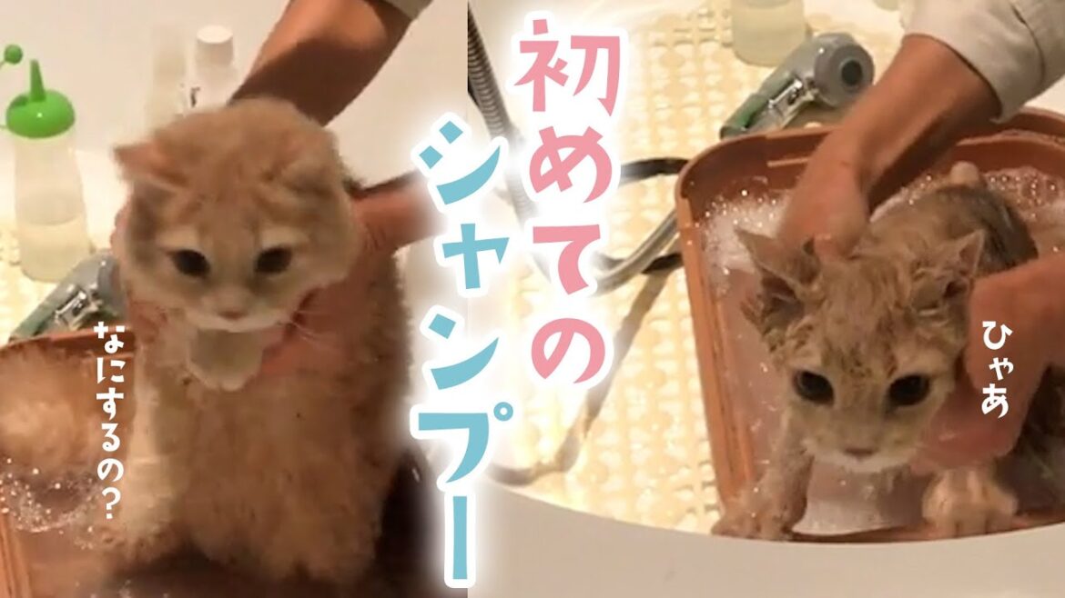 【初めてお風呂に挑戦する猫さん】緊張しながらもがんばる姿に…♡｜PECO