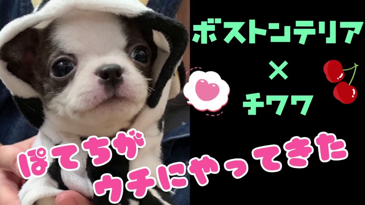 ボストンテリア×チワワのぽてちがウチにやってきた！！