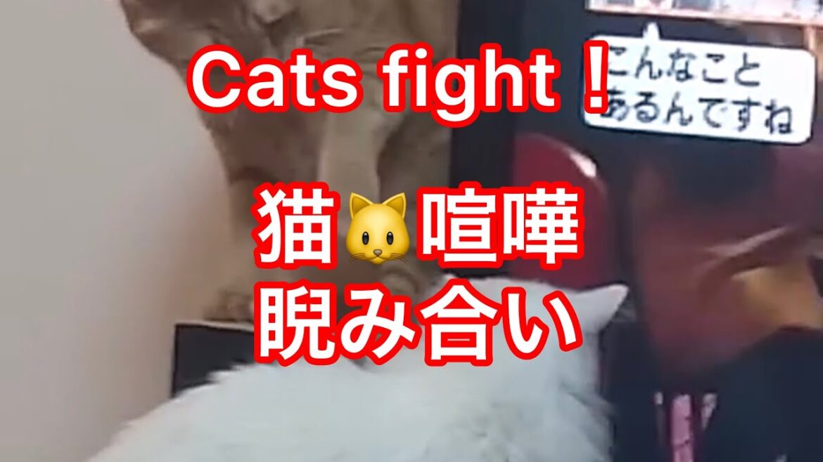 猫　Cats 虎猫寅次郎 VS ターキッシュアンゴラのルーの喧嘩