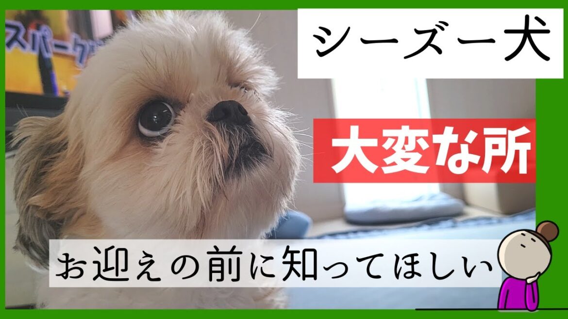 これからシーズー犬のお迎えを考えている方に見てほしい～シーズーを飼って大変なこと教えます