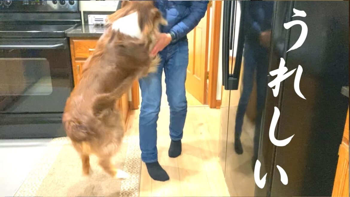 【喜ぶ犬】2週間ぶりに大好きなお父さんと再会する愛犬に密着|体全体で喜びを表現するオーストラリアンシェパードがかわいい 【喜ぶ犬】2週間ぶりに大好きなお父さんと再会する愛犬に密着|体全体で喜びを表現するオーストラリアンシェパードがかわいい