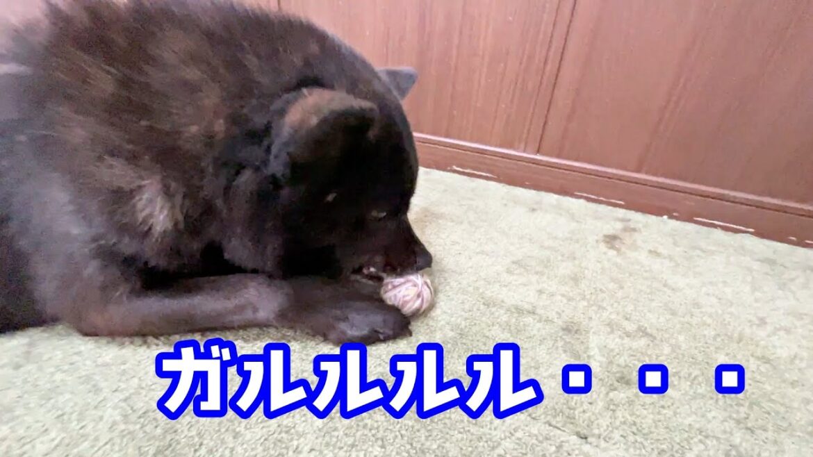 おもちゃを取られまいとキレる甲斐犬 おもちゃを取られまいとキレる甲斐犬