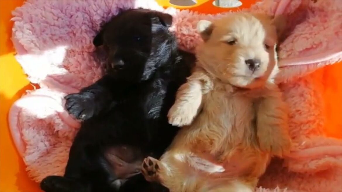 スコティッシュテリアのブラック♀とウィートン♂の仔犬紹介(2021/11/10生まれ) Scottish Terrier black ♀ and Wheaton ♂ puppies