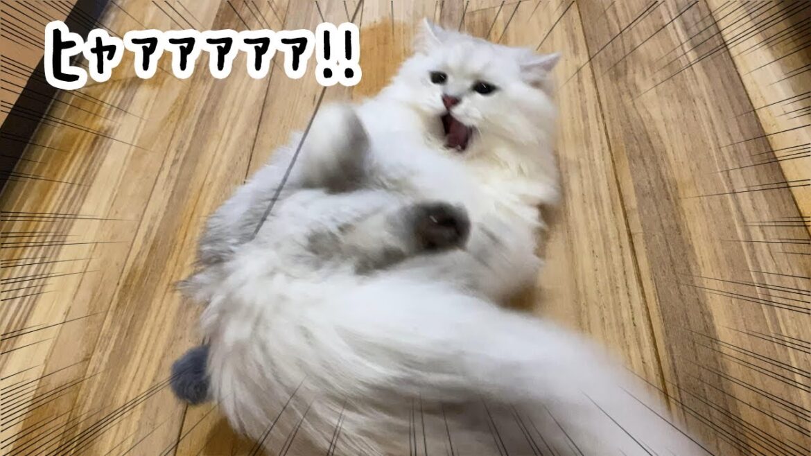 とにかく激しいモフ猫【ペルシャ猫 チンチラシルバー】 とにかく激しいモフ猫【ペルシャ猫 チンチラシルバー】