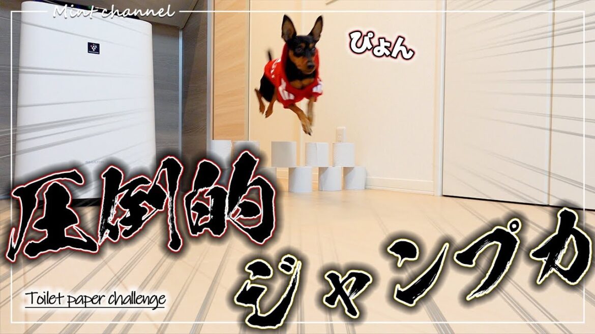 【トイレットペーパーチャレンジ】今更やってみたら…ｗｗｗ【ミニチュアピンシャー】【ミニピン】【犬】【Dog】【ペット】