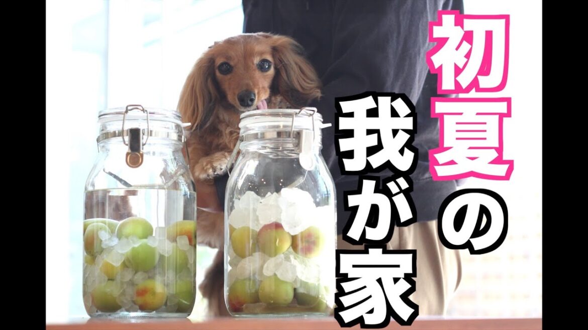 【初挑戦】ベッドにスロープをつけたら大変でした【カニンヘンダックスえびすの日常】