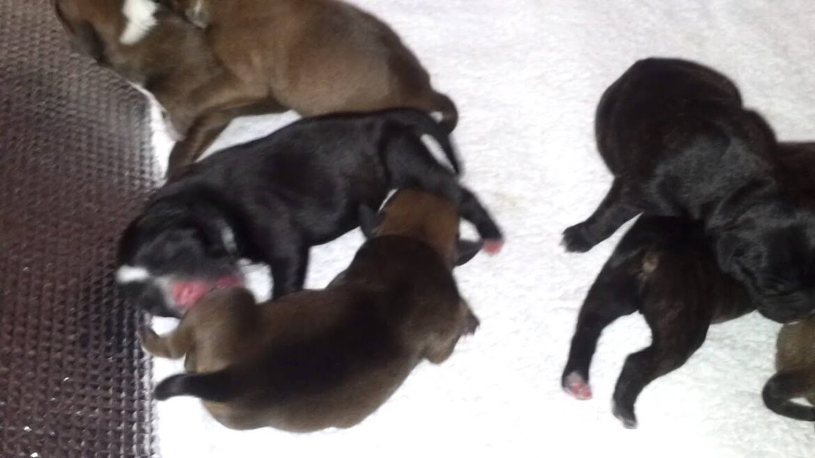 スタッフォードシャーブルテリア子犬誕生！！