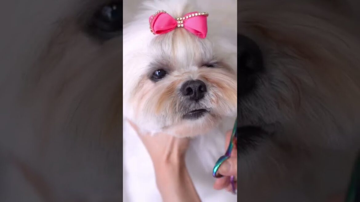LHASA APSO 🐶❤️ Transformation in 10 seconds!!