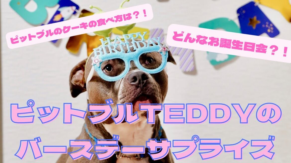 アメリカン•ピット•ブル・テリア  TEDDY 【ピットブル1歳の誕生日をドッグカフェで祝う】 アメリカン•ピット•ブル・テリア  TEDDY 【ピットブル1歳の誕生日をドッグカフェで祝う】