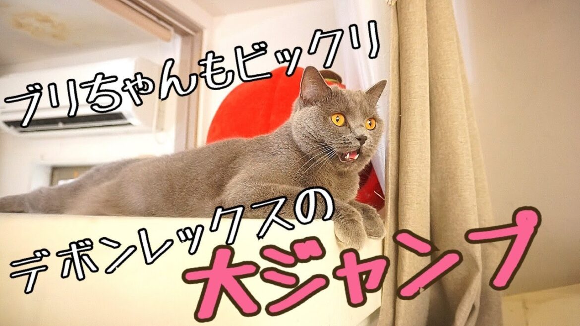 【猫ちゃんホテル】デボンレックスの子が元気に遊び回る【大ジャンプ】 【猫ちゃんホテル】デボンレックスの子が元気に遊び回る【大ジャンプ】