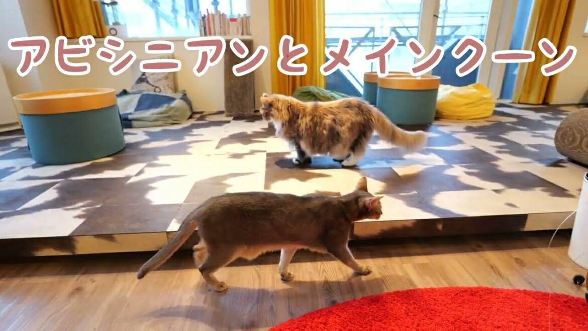 【アビシニアン メインクーン】朝のMONTA　歩くアビィとメイ
