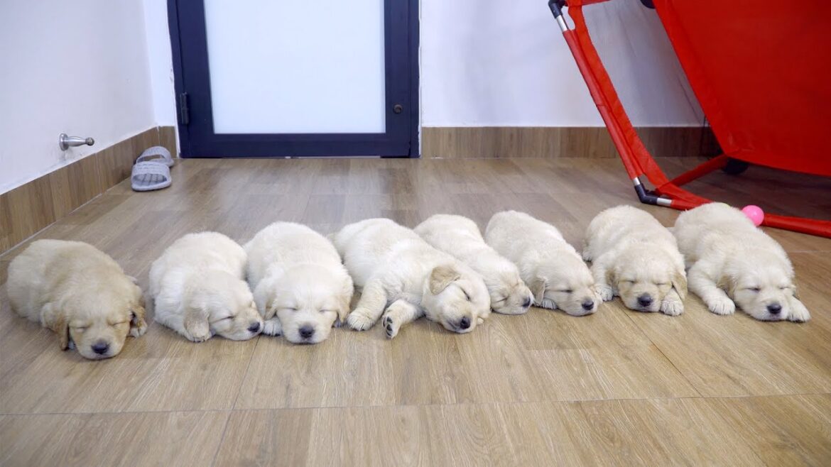 一列に並べて寝たゴールデンレトリバー子犬たちが可愛すぎた・夜に見てて寝たくなる動画