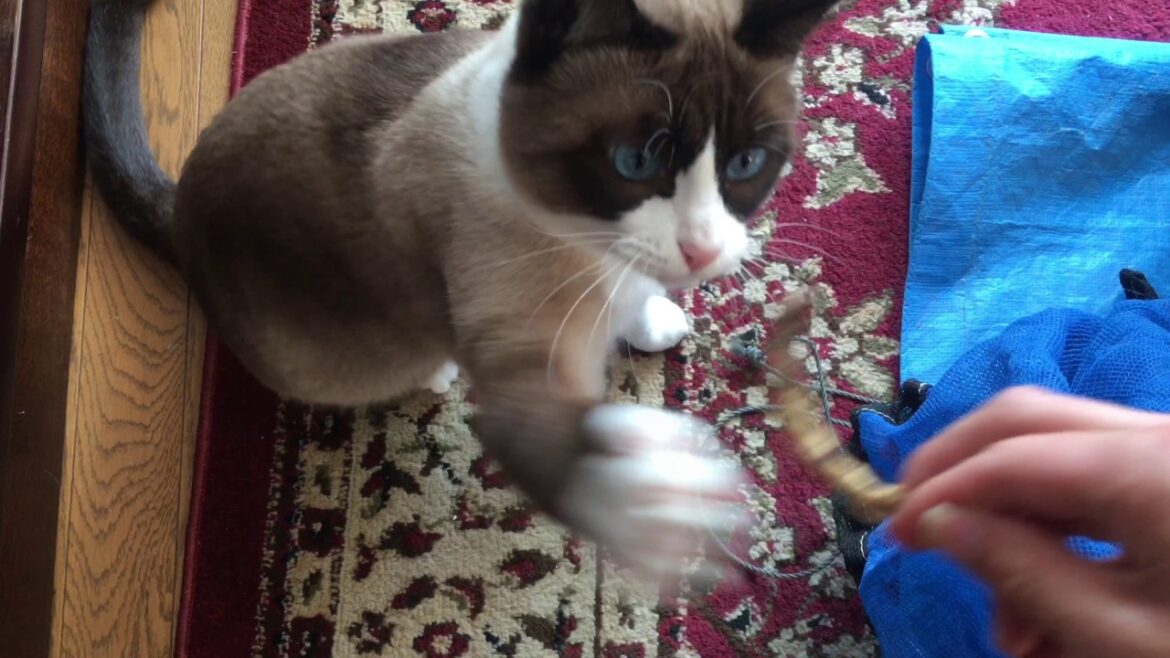 豆とスノーシュー　Beans and snowshoe cat