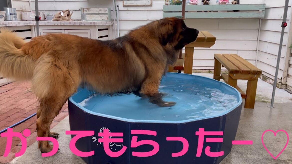 【レオンベルガー】新しい大きいプールを買ってもらった海君【超大型犬】