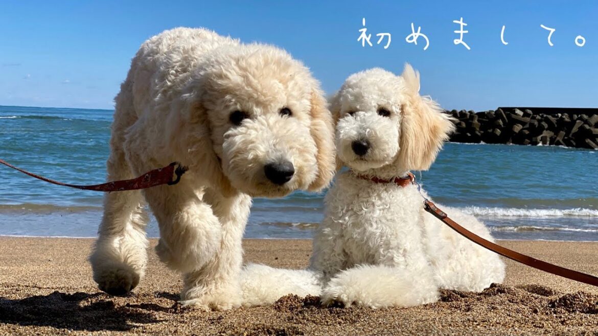 【大型犬 多頭飼いファミリー】はじめまして❗️ 海辺暮らしのスタンダードプードル（オーラ&アース）です。