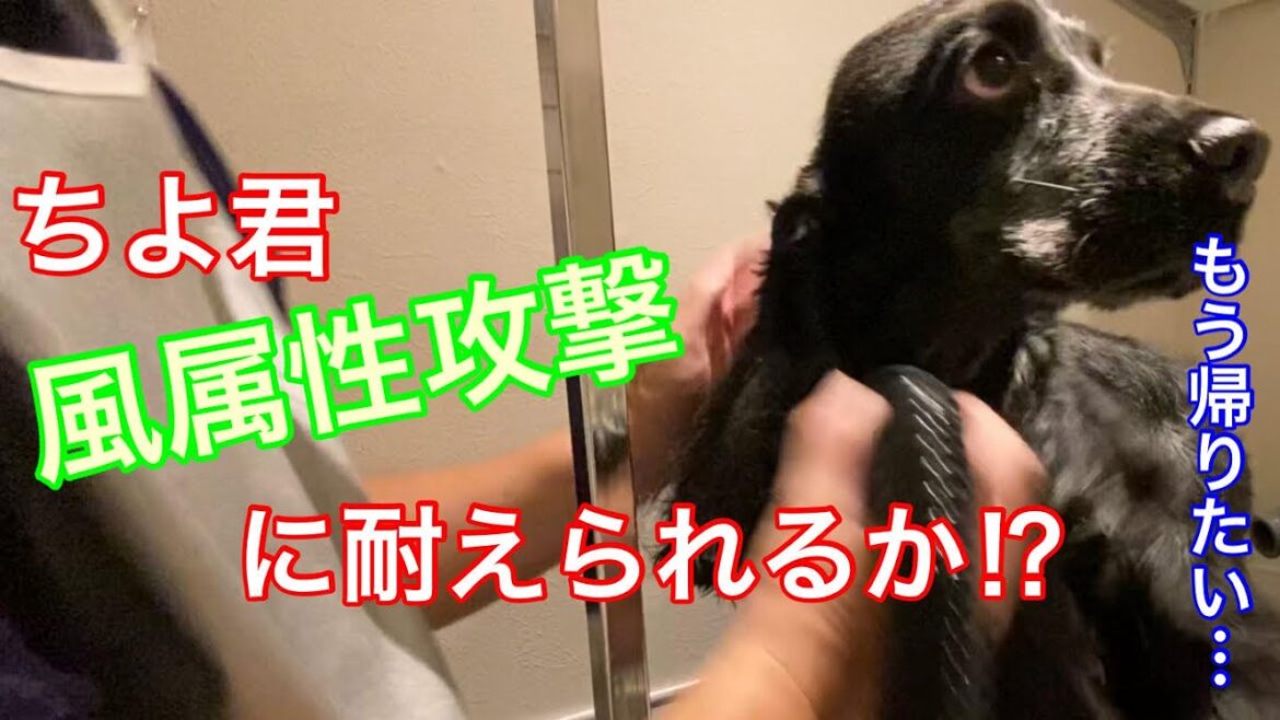 【日常】風属性攻撃を受けるイングリッシュ コッカースパニエル【ちよ君】