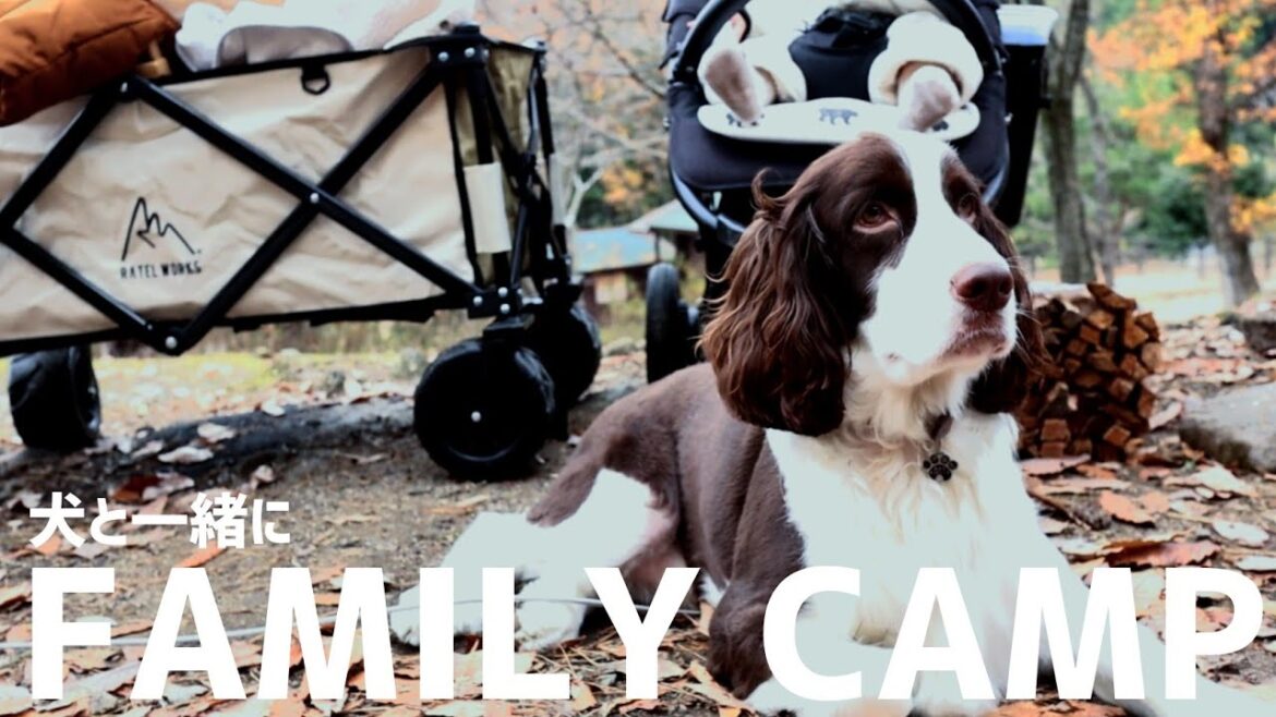 【犬とキャンプ】落ち葉が綺麗な森で家みたいに落ち着くイングリッシュスプリンガースパニエル