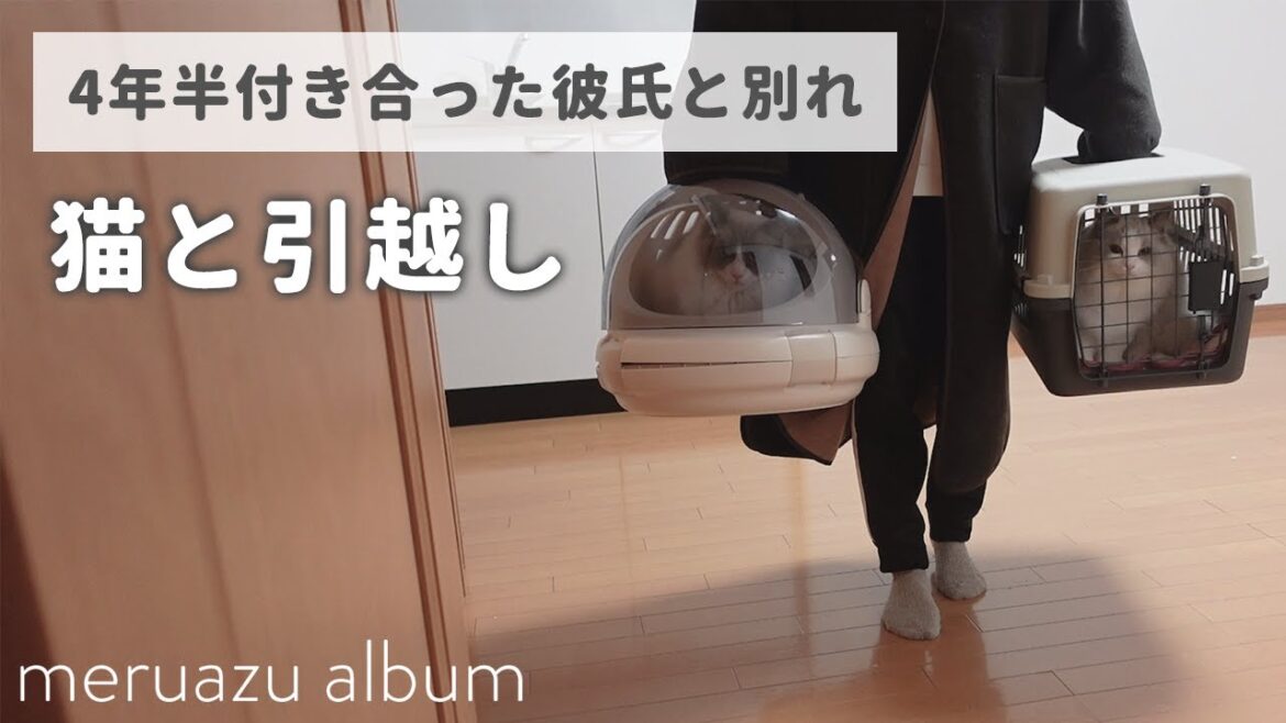 ラグドール猫2匹と一緒に引越しました ラグドール猫2匹と一緒に引越しました