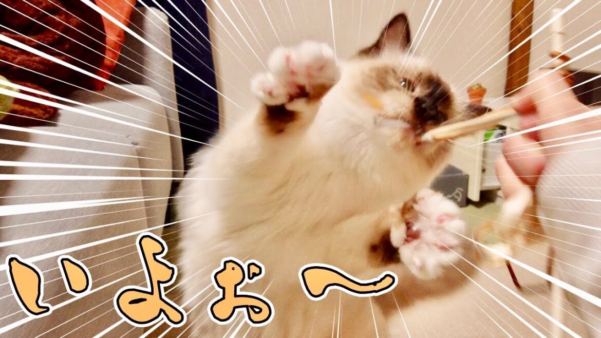 【3COINS】おもちゃを気に入りすぎた猫が自由でかわいい【バーマン】