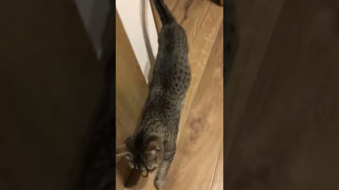 トイレに行くとついて来る猫 【エジプシャンマウ】#Shorts / When I go to the bathroom, a kitten follows me.