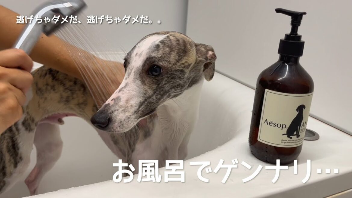 【ウィペット】お風呂場から脱走を試みる愛犬