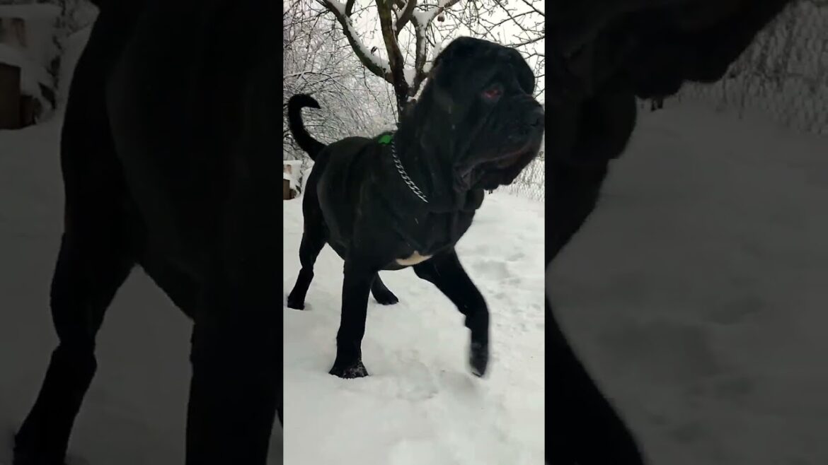Неаполитанский мастиф Маля. /Neapolitan Mastiff Mala.