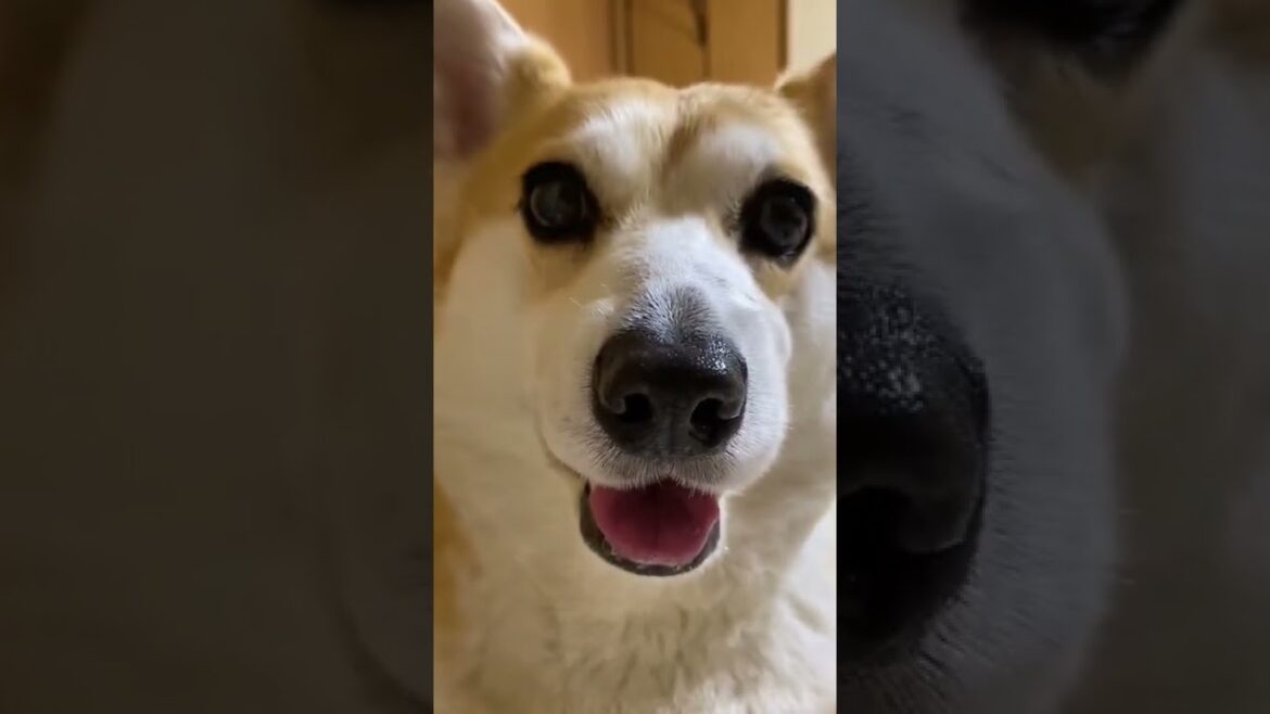 お話聞くの可愛い😂#short #shortvideo #コーギー