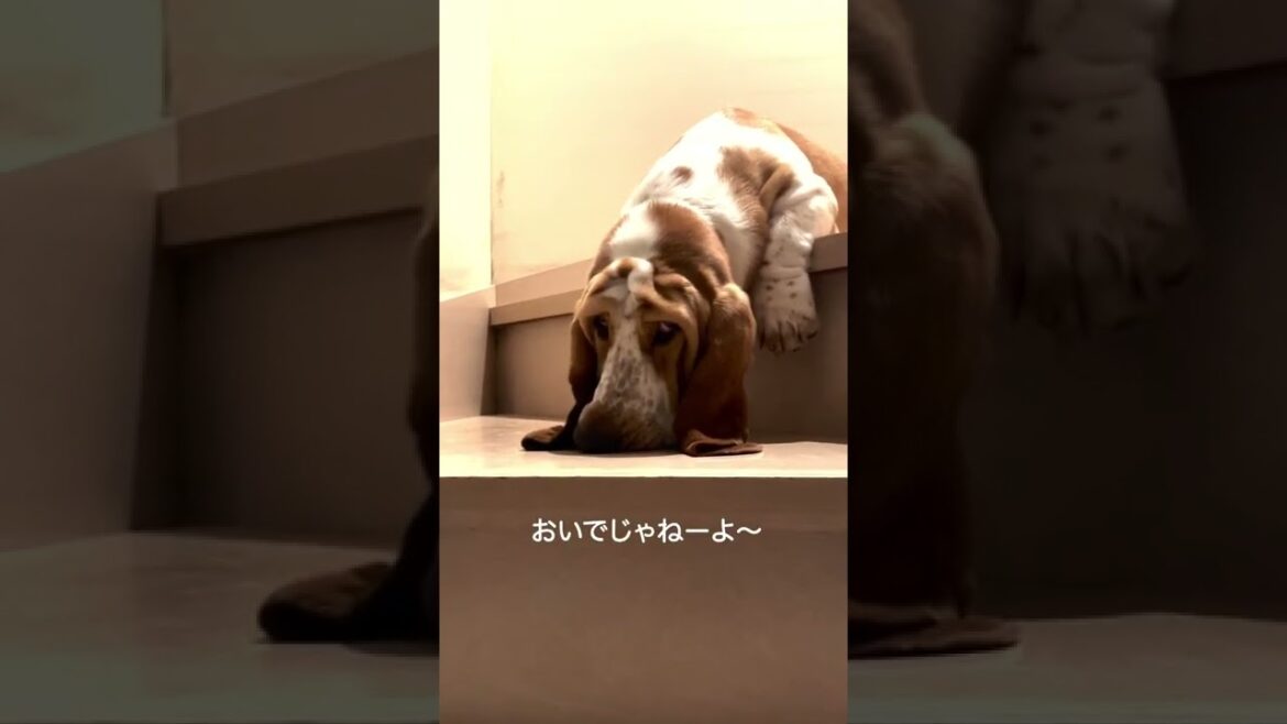 早朝から生意気な性格が顔に滲み出ているバセットハウンド #bassethound #バセットハウンド #dog #いぬ #子犬
