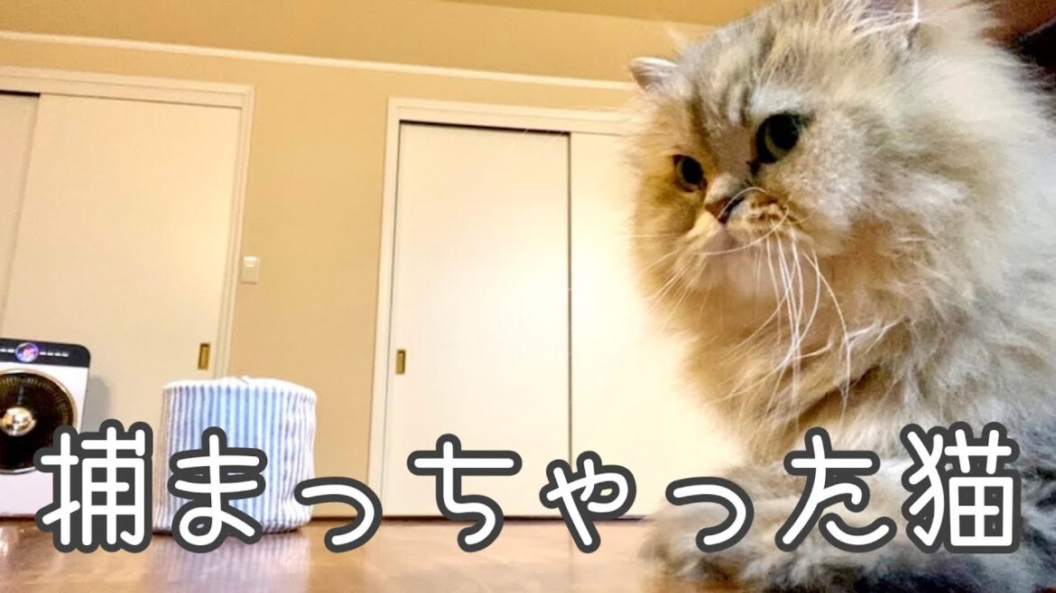 【ペルシャ猫】涙やけケアにチンチラゴールデン猫はじっと耐えてくれてるのが可愛すぎた💕✨