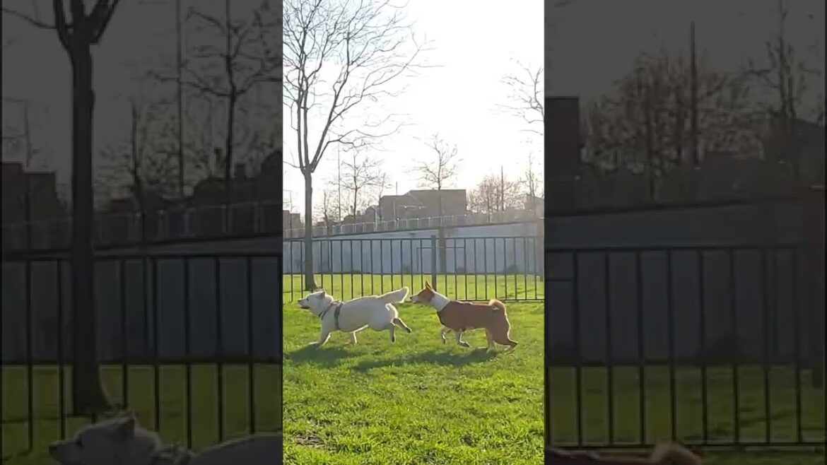 バセンジーにしっぽを噛まれてバランス崩す柴犬 Shiba Inu #shorts