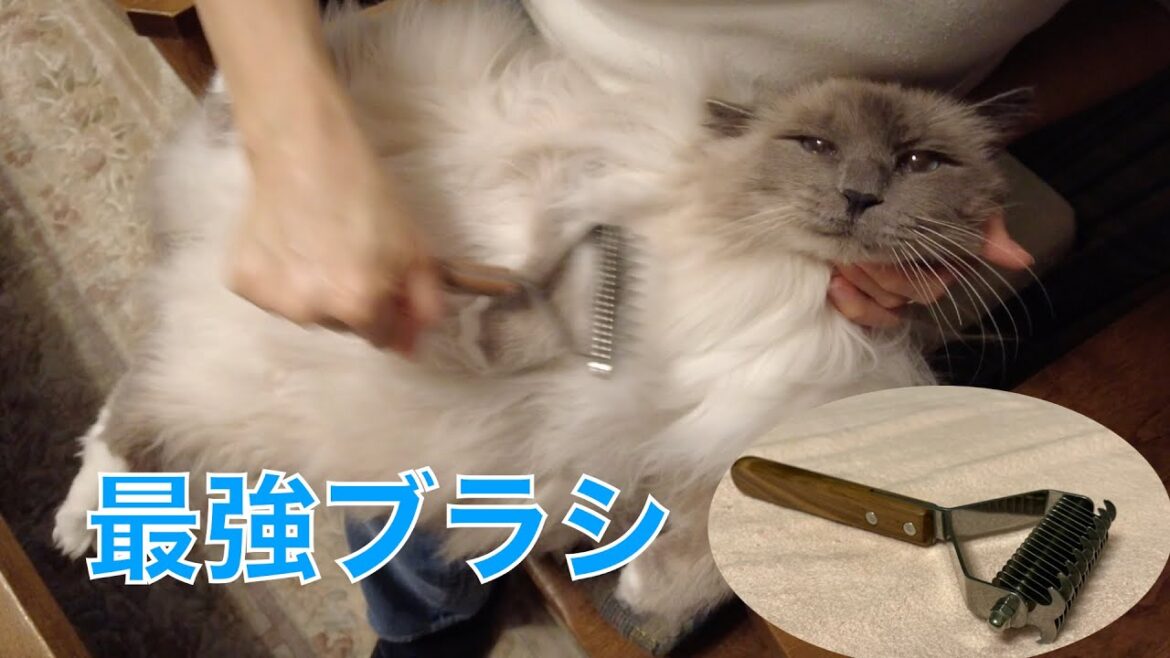 巨大な冬毛バーマンを最強のブラシでブラッシング！