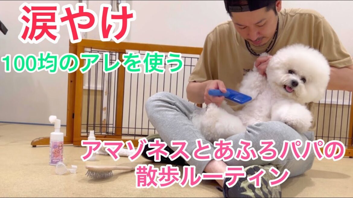 【Vlog】ビションフリーゼ三姉妹の涙やけが少ない理由の１つの散歩ルーティン
