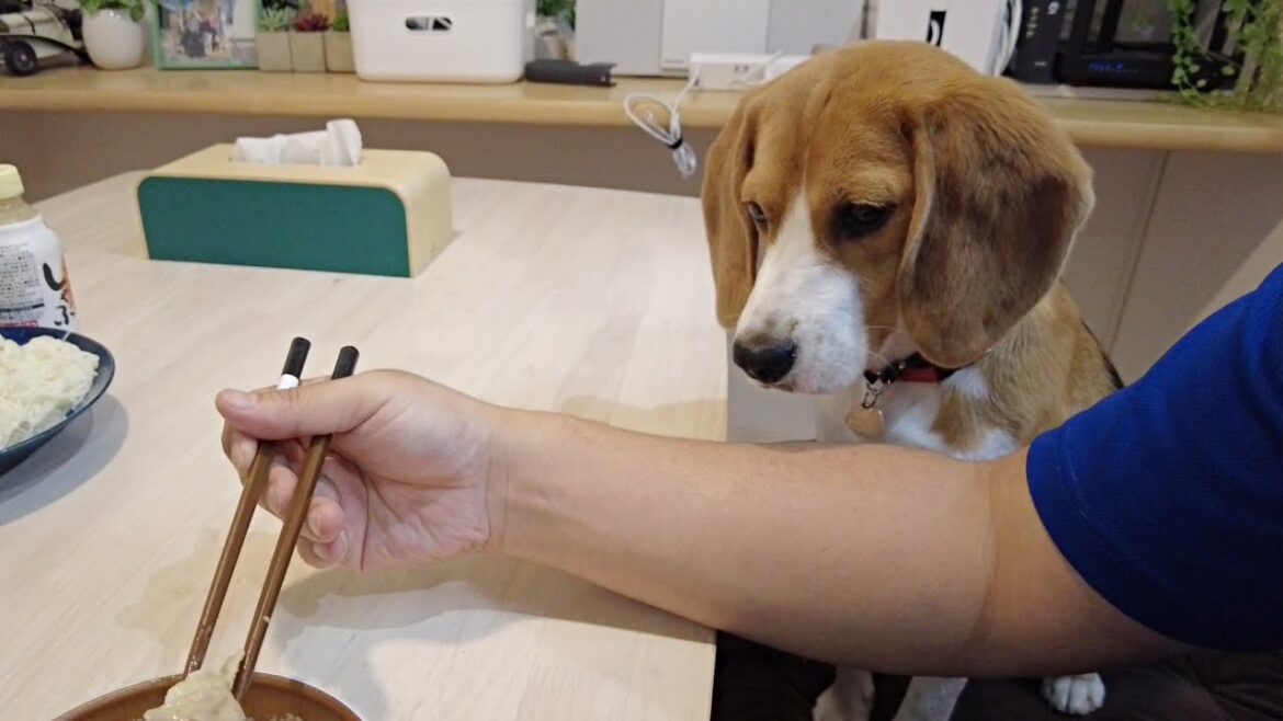 ご飯を譲ってほしくて絶賛おねだり中の犬