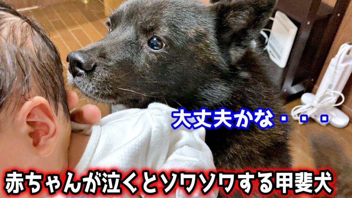 我が家の甲斐犬は家族想いです【甲斐犬一休と猫のしずく】 我が家の甲斐犬は家族想いです【甲斐犬一休と猫のしずく】