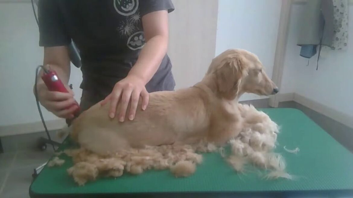 【トリミング】LIVE ダックス　スムースカット3ｍｍ　20190707　前編