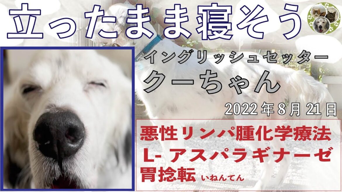 立ったまま寝そうな　イングリッシュセッター　クー　「胃捻転」「悪性リンパ腫」闘病生活　階段登りが下手編