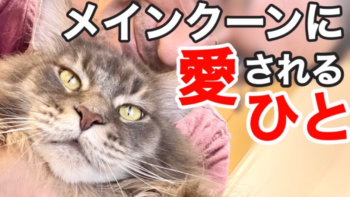 【猫に愛される人7選】メインクーンに愛される為に出来る事