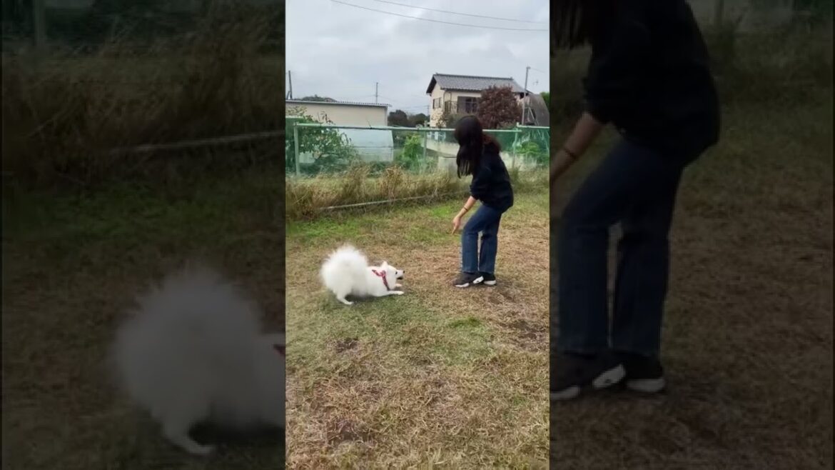 飼い主の真似っこをして踊る日本スピッツ　#shorts #dog