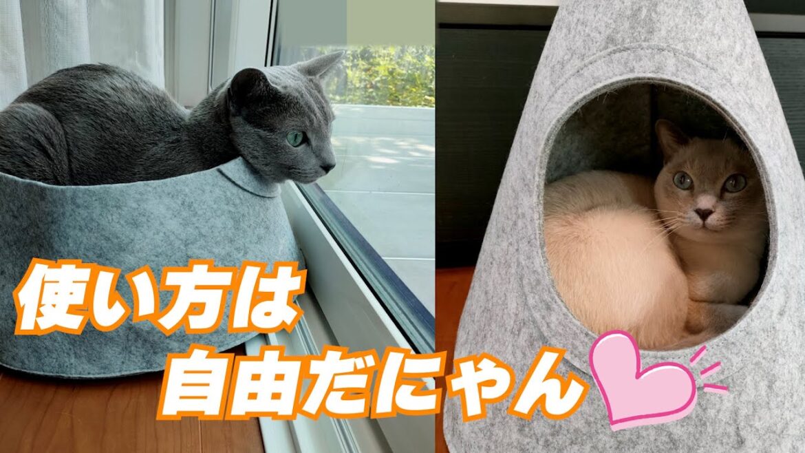 【Standard Products】【ロシアンブルー×トンキニーズ】我が家の猫はちょっと大きめ💦（#112）