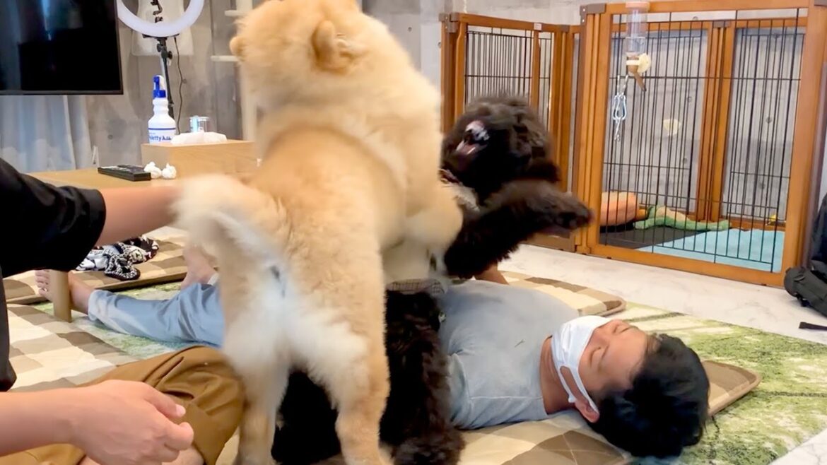やんちゃすぎる犬たちのプロレスの餌食になる鰐