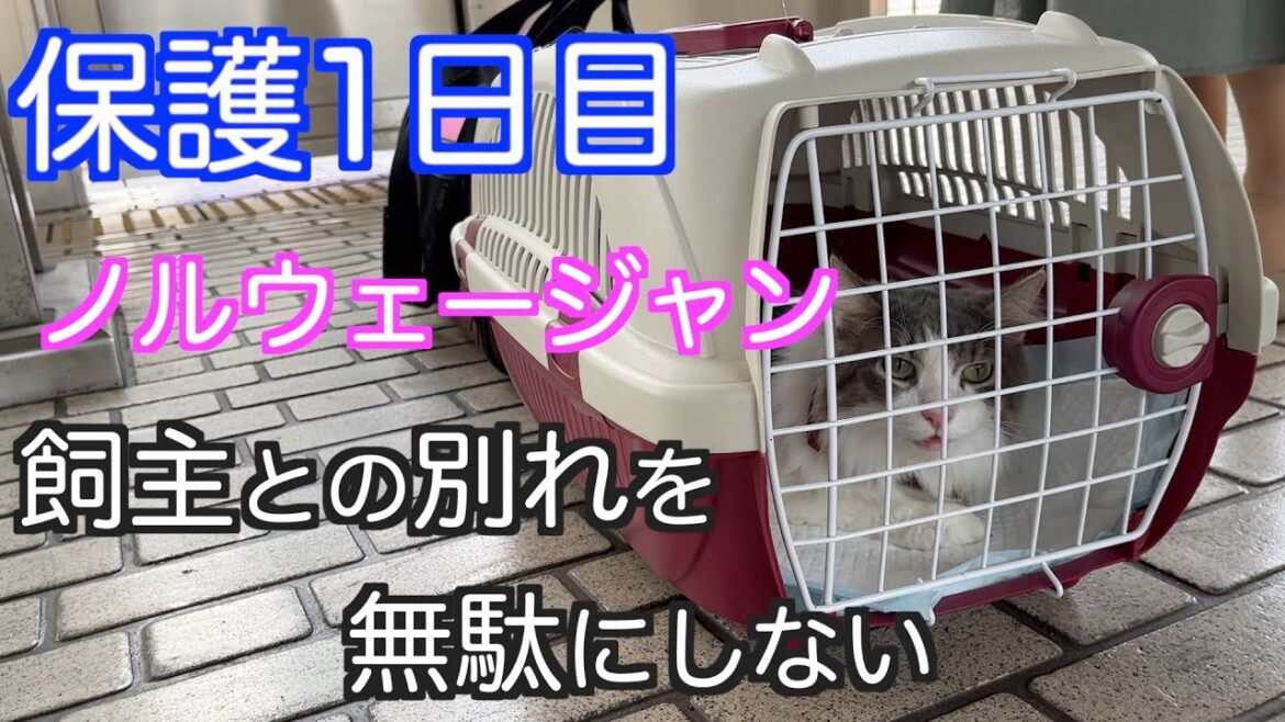 【保護猫1日目】今も涙が止まらないです。ノルウェージャンとキジ猫を保護しました。命の重さを感じながら名古屋から神奈川へ連れてきました。 【保護猫1日目】今も涙が止まらないです。ノルウェージャンとキジ猫を保護しました。命の重さを感じながら名古屋から神奈川へ連れてきました。