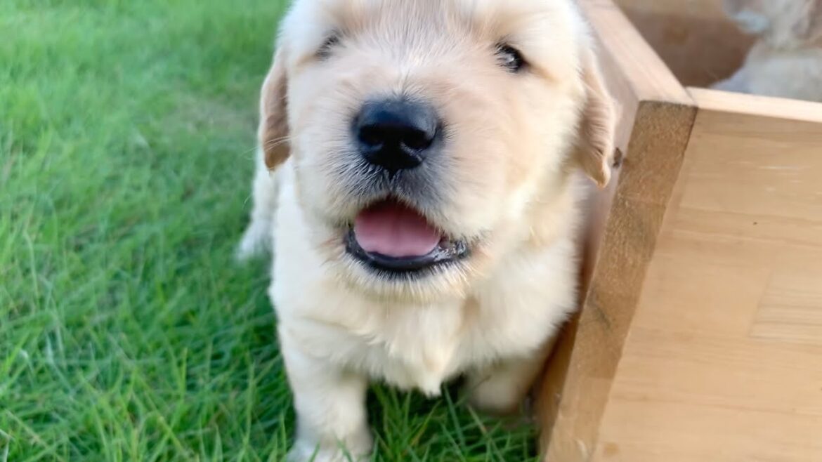 売れ残ったゴールデンレトリバーの子犬がこうなりました…