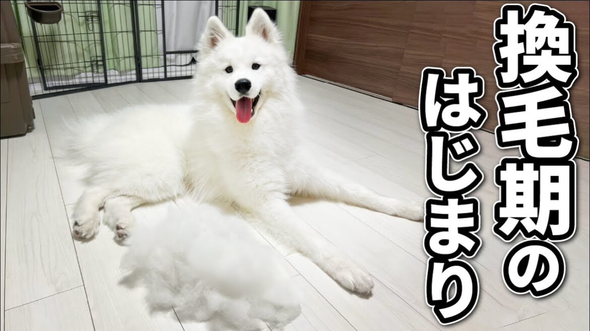 換毛期を感じさせる…少しのブラッシングで毛がモリモリ！