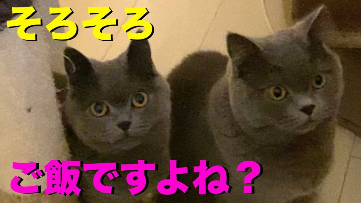 食いしん坊猫 VS 自動給餌器【ブリティッシュショートヘア】