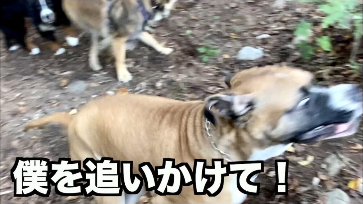 レオンベルガーと遊んできたよ！